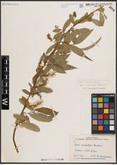 Foto von Salix excelsa S. G. Gmel.